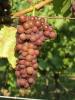 Click for 2 image(s) for this accession. Fruit