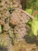 Click for 4 image(s) for this accession. Fruit