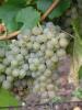 Click for 2 image(s) for this accession. Fruit