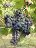 Click for 2 image(s) for this accession. Fruit
