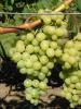 Click for 2 image(s) for this accession. Fruit