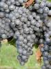 Click for 4 image(s) for this accession. Fruit