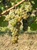 Click for 4 image(s) for this accession. Fruit