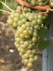 Click for 2 image(s) for this accession. Fruit