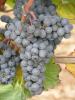 Click for 4 image(s) for this accession. Fruit