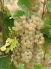 Click for 2 image(s) for this accession. Fruit