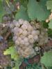 Click for 2 image(s) for this accession. Fruit