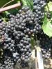 Click for 2 image(s) for this accession. Fruit