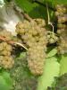 Click for 2 image(s) for this accession. Fruit