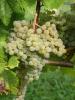 Click for 2 image(s) for this accession. Fruit