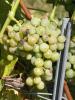 Click for 2 image(s) for this accession. Fruit