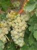 Click for 2 image(s) for this accession. Fruit