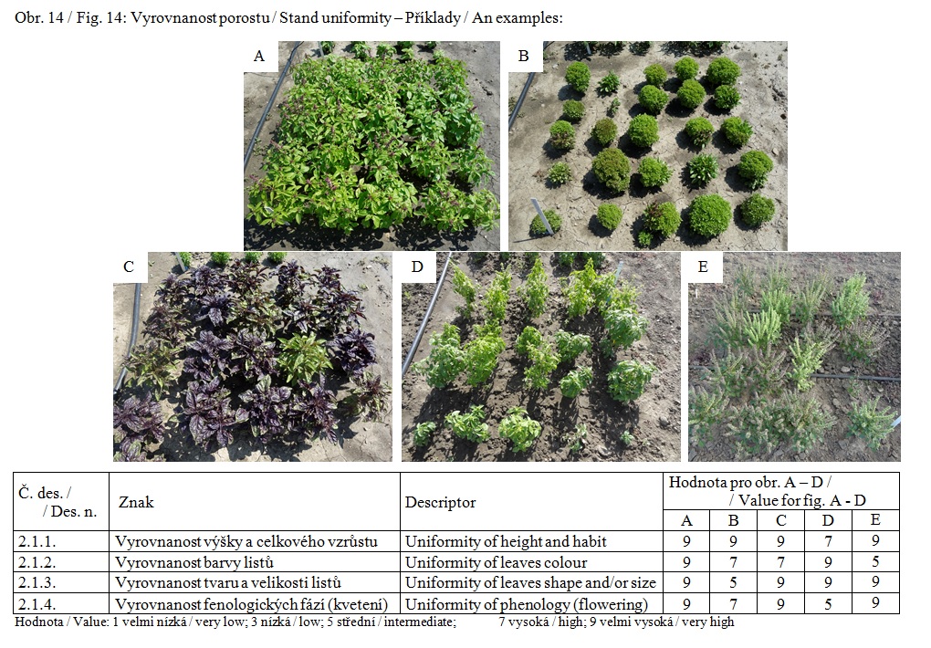024 Stand uniformity – shape and/or size of leaves