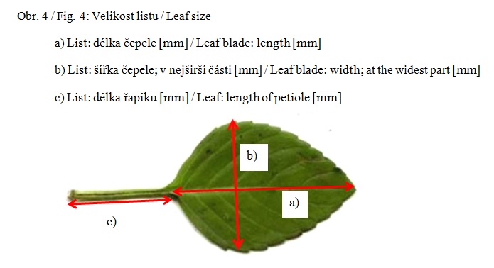 015 Petiole – length 