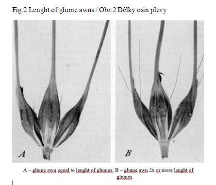 043 Lenght of glume awns
