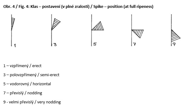 029 Spike - position (at full ripeness)