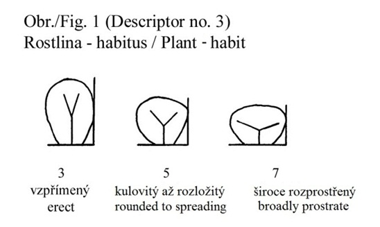 003 Plant - habit