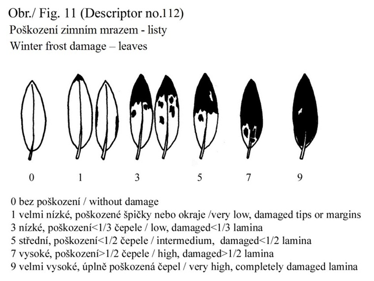 112 Winter frost damage - leaves