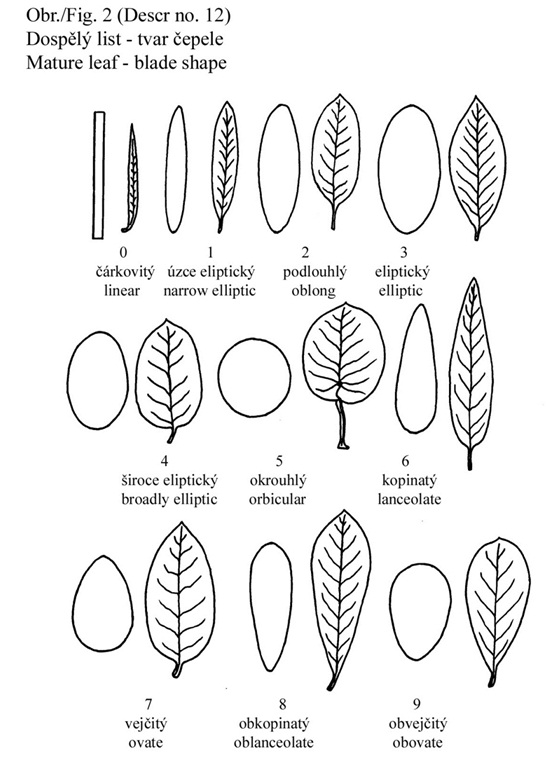 012 Mature leaf - blade shape