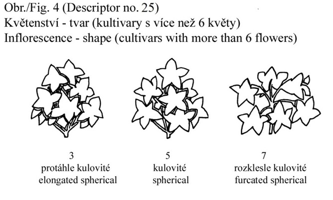025 Inflorescence - shape (cultivars with more than 6 flowers)