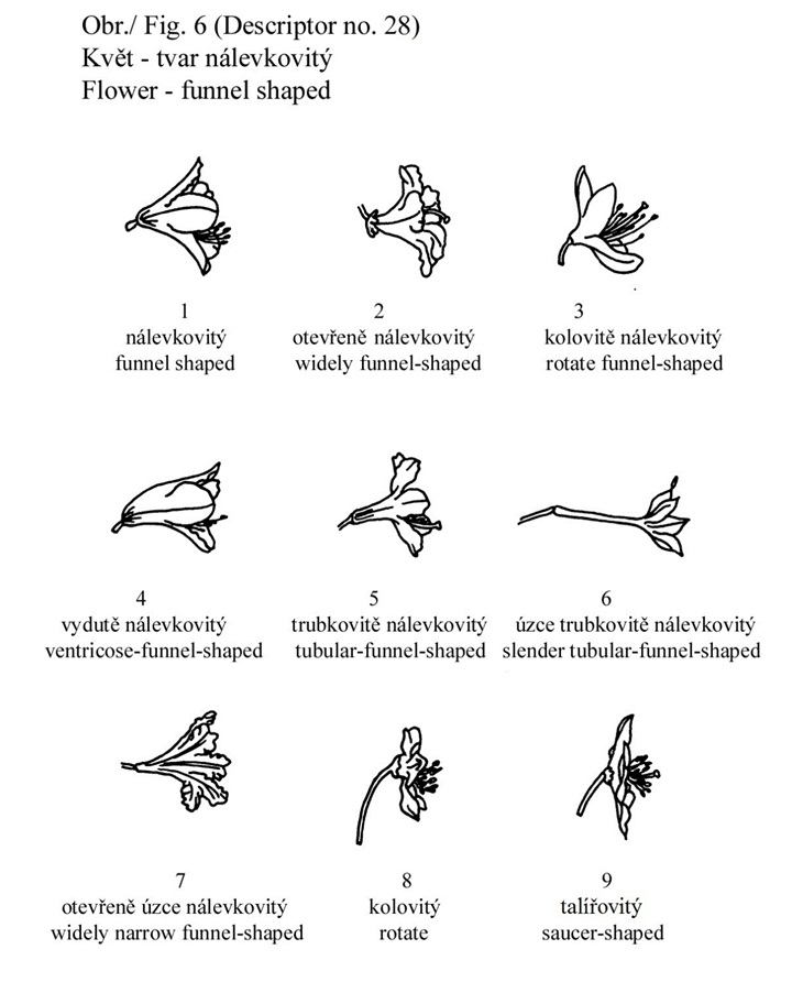 028 Flower - funnel-shaped
