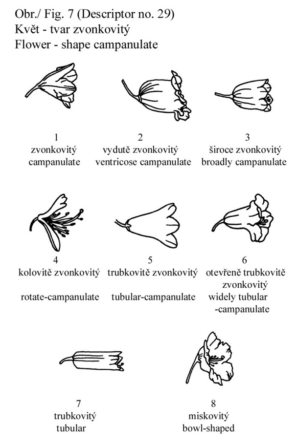 029 Flower - campanulate shape