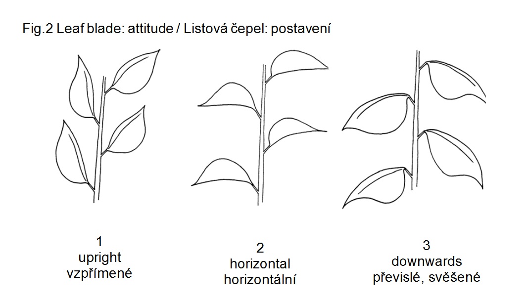 009 Leaf blade: attitude