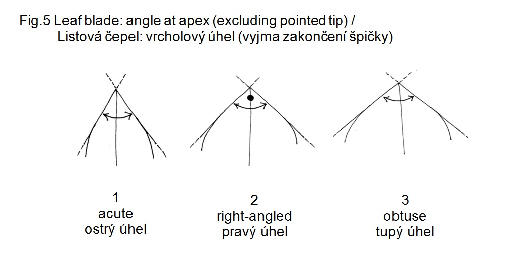 014 Leaf blade: angle at apex (excluding pointed tip)