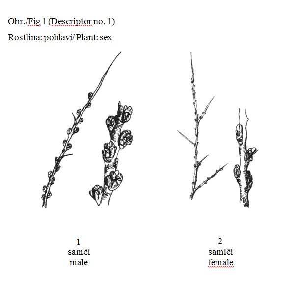 Plant: sex