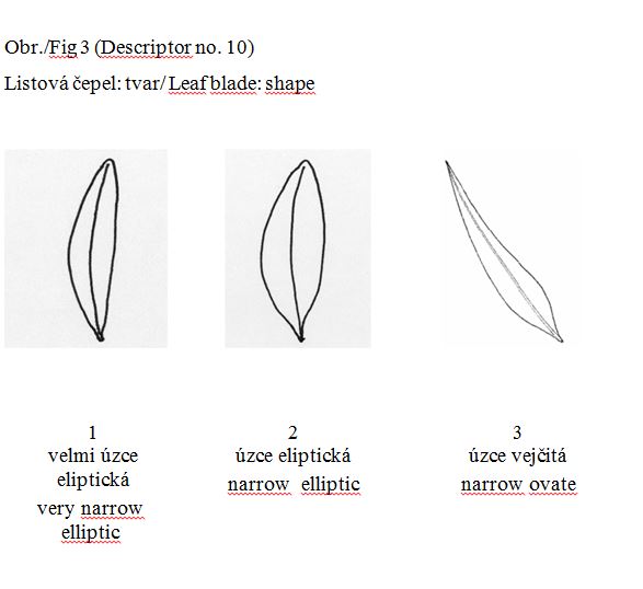 Leaf blade: shape