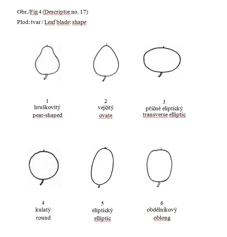 Fruit: shape