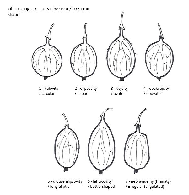 035 Fruit: shape