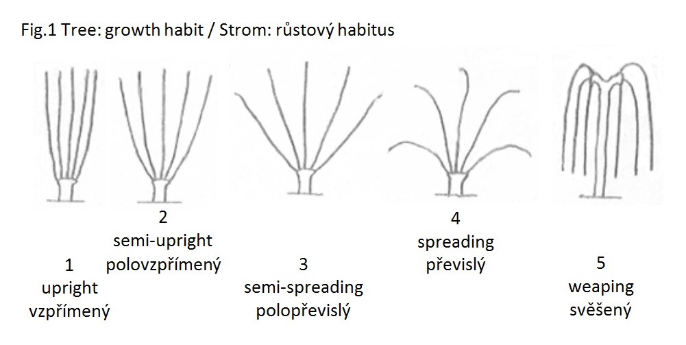 002 Tree: growth habit