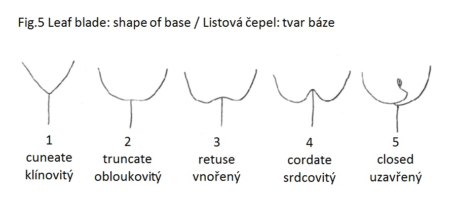 017 Leaf blade: shape of base