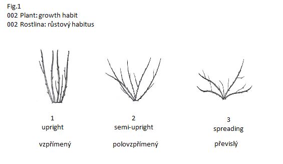 002 Plant: growth habit
