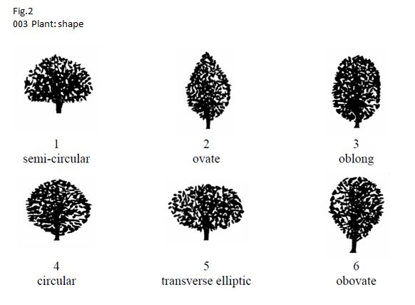 003 Plant: shape