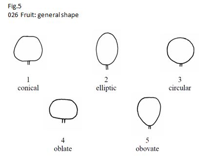 026 Fruit: general shape