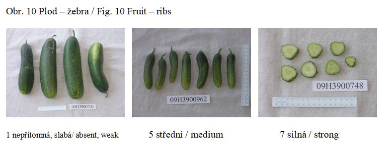 023 Fruit – ribs
