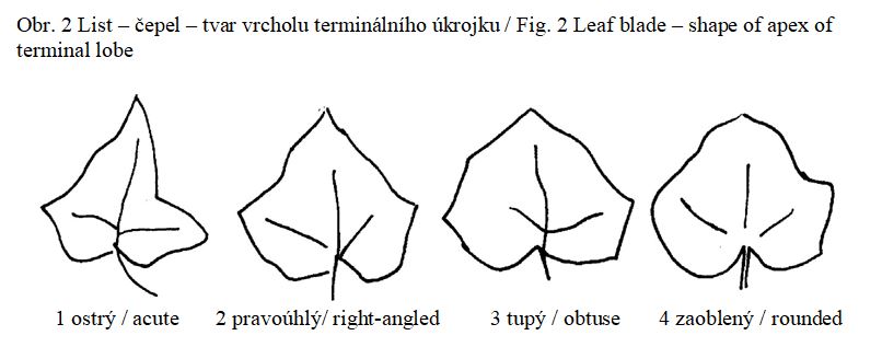 005 Leaf blade – shape of apex of terminal lobe