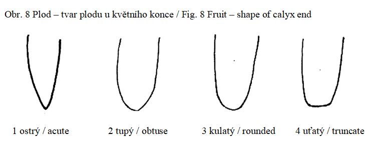 020 Fruit – shape of calyx end