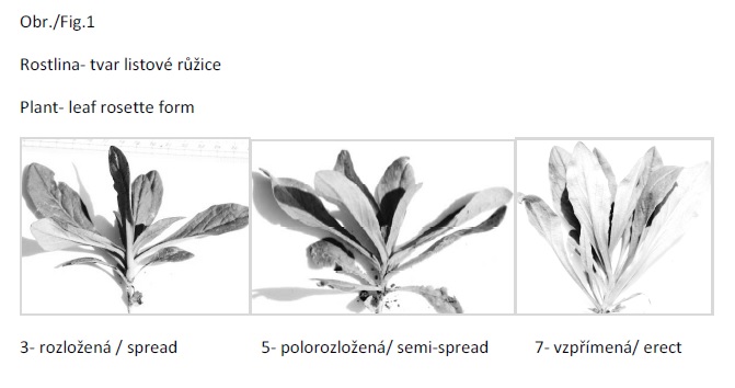 003_PLANT_LEAF_ROSETTE_FORM