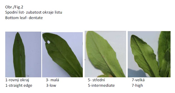 011_BOTTOM_LEAF_DENTATE