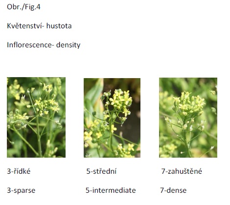 015_INFLORESCENCE_DENSITY