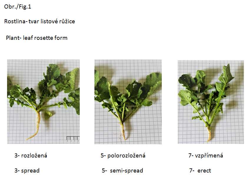 004 Plant - leaf rosette form