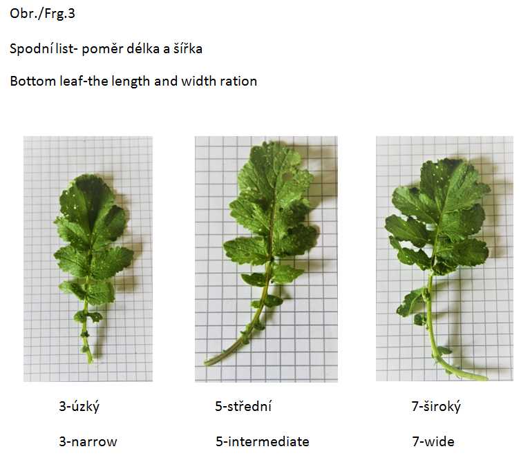 015 Bottom leaf - the length and width ration
