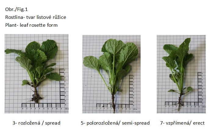 004 Plant - leaf rosette form