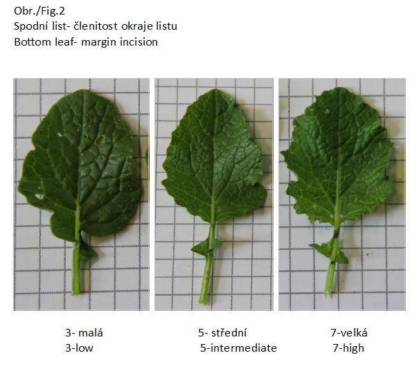 014 Bottom leaf - margin incision