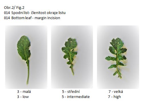 014  Bottom leaf - margin incision