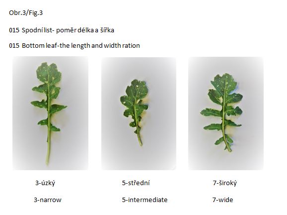 015  Bottom leaf - the length and width ration