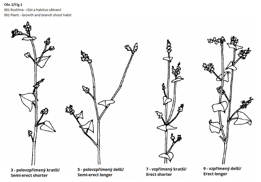 001 Plant - Growth and branch shoot habit